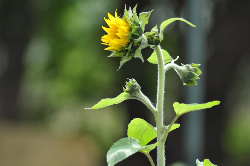 Community Gardening